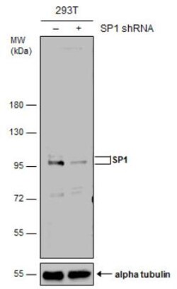 SP1 Antibody, Novus Biologicals 0.1mL; Unlabeled:Antibodies, Polyclonal