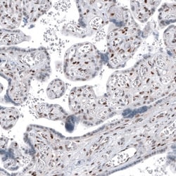 SP100 Antibody, Novus Biologicals:Antibodies:Primary Antibodies