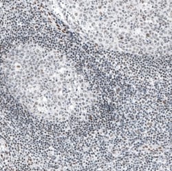 SP100 Antibody, Novus Biologicals:Antibodies:Primary Antibodies