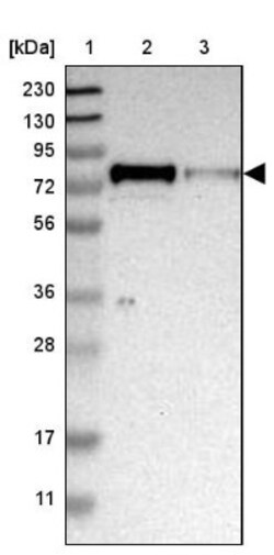 SP100 Antibody, Novus Biologicals:Antibodies:Primary Antibodies
