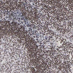 SP2 Antibody, Novus Biologicals 25 &mu;L; Unlabeled:Antibodies, Polyclonal