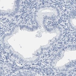 SPACA3 Antibody, Novus Biologicals:Antibodies:Primary Antibodies
