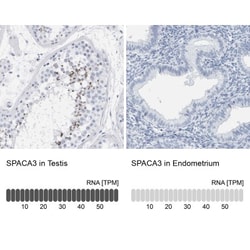 SPACA3 Antibody, Novus Biologicals:Antibodies:Primary Antibodies