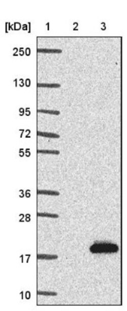 SPACA3 Antibody, Novus Biologicals:Antibodies:Primary Antibodies