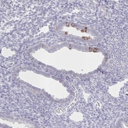 SPAG1 Antibody, Novus Biologicals 0.1mL; Unlabeled:Antibodies, Polyclonal