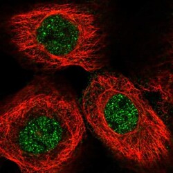 SPAG17 Antibody, Novus Biologicals:Antibodies:Primary Antibodies