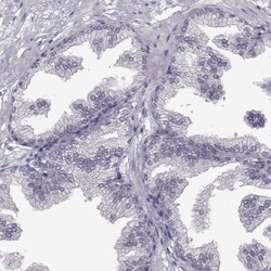 SPAG17 Antibody, Novus Biologicals:Antibodies:Primary Antibodies