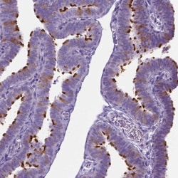 SPAG6 Antibody, Novus Biologicals 0.1mL; Unlabeled:Antibodies, Polyclonal