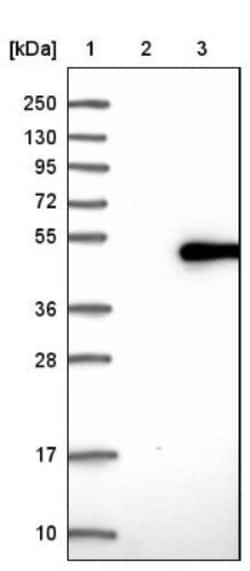 SPAG6 Antibody, Novus Biologicals 0.1mL; Unlabeled:Antibodies, Polyclonal