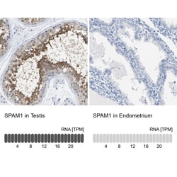 SPAM1 Antibody, Novus Biologicals:Antibodies:Primary Antibodies