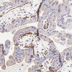 SPARC Antibody, Novus Biologicals:Antibodies:Primary Antibodies