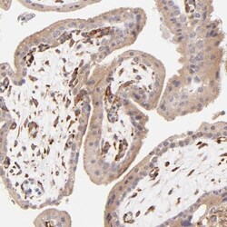 SPARC Antibody, Novus Biologicals:Antibodies:Primary Antibodies