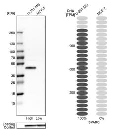SPARC Antibody, Novus Biologicals:Antibodies:Primary Antibodies