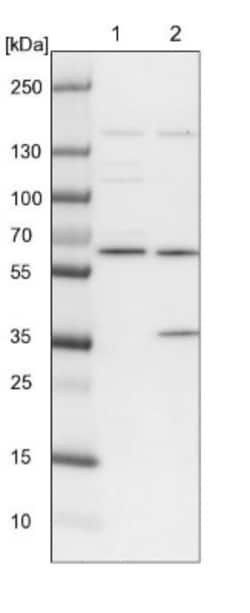 SPATA13 Antibody, Novus Biologicals 0.1mL; Unlabeled:Antibodies, Polyclonal