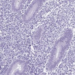 SPATA16 Antibody, Novus Biologicals:Antibodies:Primary Antibodies