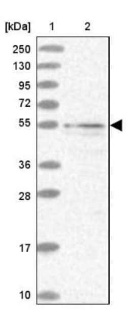 SPATA16 Antibody, Novus Biologicals:Antibodies:Primary Antibodies