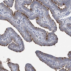 SPATA18 Antibody, Novus Biologicals:Antibodies:Primary Antibodies
