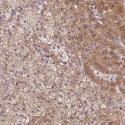SPATA2L Antibody, Novus Biologicals:Antibodies:Primary Antibodies