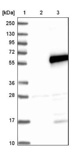 SPATA2L Antibody, Novus Biologicals:Antibodies:Primary Antibodies
