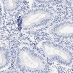 SPATA3 Antibody, Novus Biologicals:Antibodies:Primary Antibodies