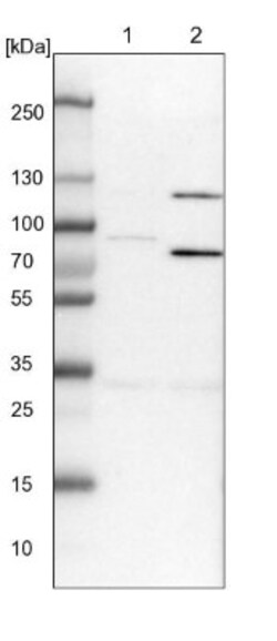 SPATA5 Antibody, Novus Biologicals 0.1mL; Unlabeled:Antibodies, Polyclonal