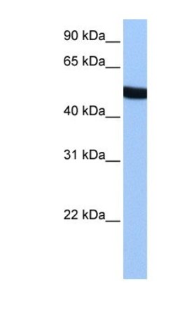 SPATA6 Antibody, Novus Biologicals 0.05mg; Unlabeled:Antibodies, Polyclonal