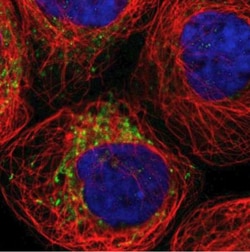 SPATA9 Antibody, Novus Biologicals:Antibodies:Primary Antibodies