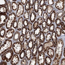 SPDYC Antibody, Novus Biologicals 25 &mu;L; Unlabeled:Antibodies, Polyclonal