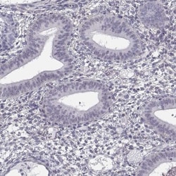 SPDYE4 Antibody, Novus Biologicals:Antibodies:Primary Antibodies