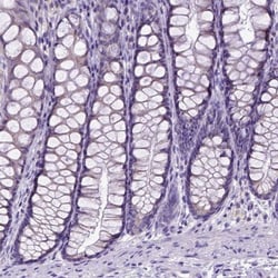 SPEF1 Antibody, Novus Biologicals:Antibodies:Primary Antibodies