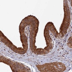 SPG21 Antibody, Novus Biologicals 0.1mL; Unlabeled:Antibodies, Polyclonal