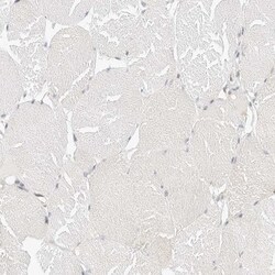 SPG3A Antibody, Novus Biologicals 25 &mu;L; Unlabeled:Antibodies, Polyclonal