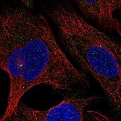 SPICE1 Antibody, Novus Biologicals:Antibodies:Primary Antibodies