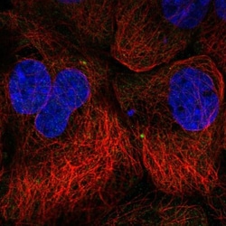 SPICE1 Antibody, Novus Biologicals:Antibodies:Primary Antibodies