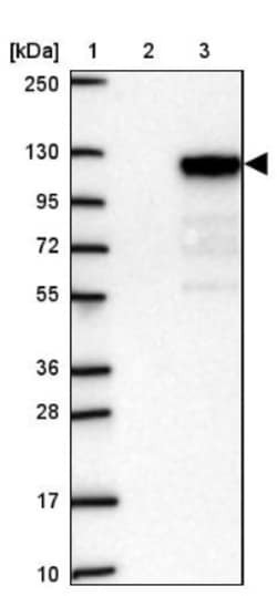 SPICE1 Antibody, Novus Biologicals:Antibodies:Primary Antibodies