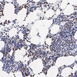 SPIN3 Antibody, Novus Biologicals 25 &mu;L; Unlabeled:Antibodies, Polyclonal