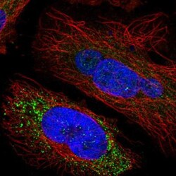 SPINK5 Antibody, Novus Biologicals:Antibodies:Primary Antibodies