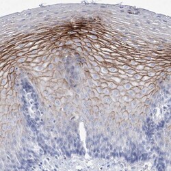 SPINK7 Antibody, Novus Biologicals:Antibodies:Primary Antibodies