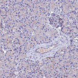 SPNS1 Antibody, Novus Biologicals:Antibodies:Primary Antibodies