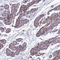 SPNS1 Antibody, Novus Biologicals:Antibodies:Primary Antibodies