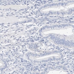 SPOCD1 Antibody, Novus Biologicals 0.1mL; Unlabeled:Antibodies, Polyclonal