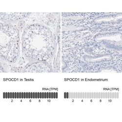 SPOCD1 Antibody, Novus Biologicals 0.1mL; Unlabeled:Antibodies, Polyclonal