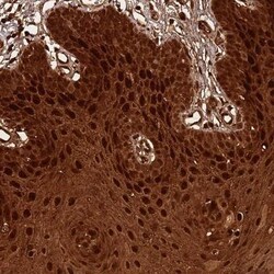 SPRR3 Antibody, Novus Biologicals:Antibodies:Primary Antibodies
