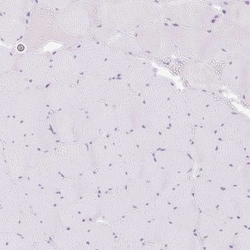 SPRR4 Antibody, Novus Biologicals:Antibodies:Primary Antibodies