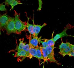 SPTBN4 Antibody (S393-2), Novus Biologicals:Antibodies:Primary Antibodies