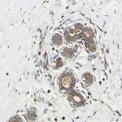 SPTLC1 Antibody, Novus Biologicals 25 &mu;L | Buy Online | Novus Biologicals | Fisher Scientific