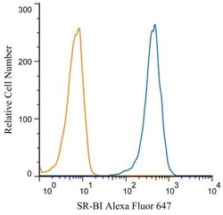 SR-BI Antibody - BSA Free, Novus Biologicals 0.025mL; Unlabeled:Antibodies,