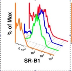 SR-BI Antibody - BSA Free, Novus Biologicals 0.025mL; Unlabeled:Antibodies,