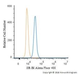 SR-BI Antibody - BSA Free, Novus Biologicals 0.025mL; Unlabeled:Antibodies,