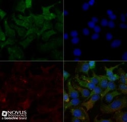 SR-BI Antibody - BSA Free, Novus Biologicals 0.025mL; Unlabeled:Antibodies,